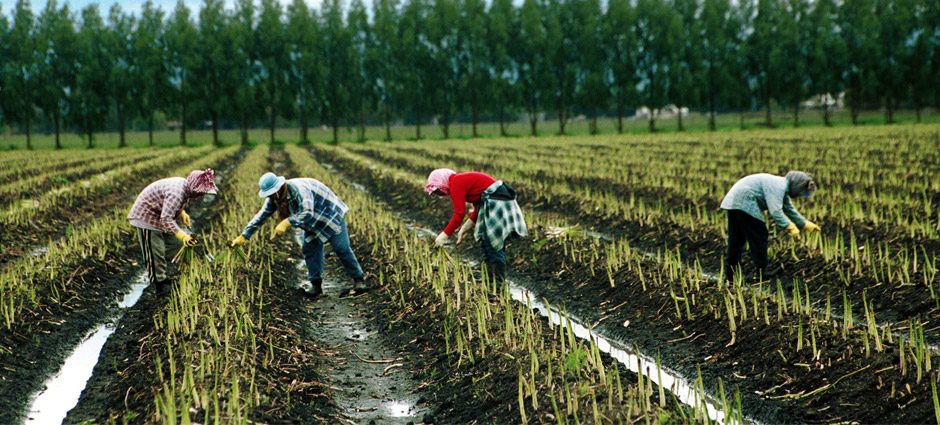 esparragos. www.mottaproduce.com au