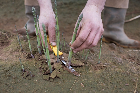 fruit-and-vegetable-product-profile-2015-asparagus-harvesting